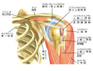 肩関節周辺の筋肉など