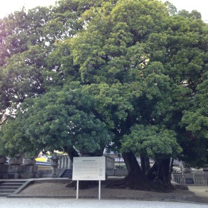 東長寺　 寺院内の大きな木