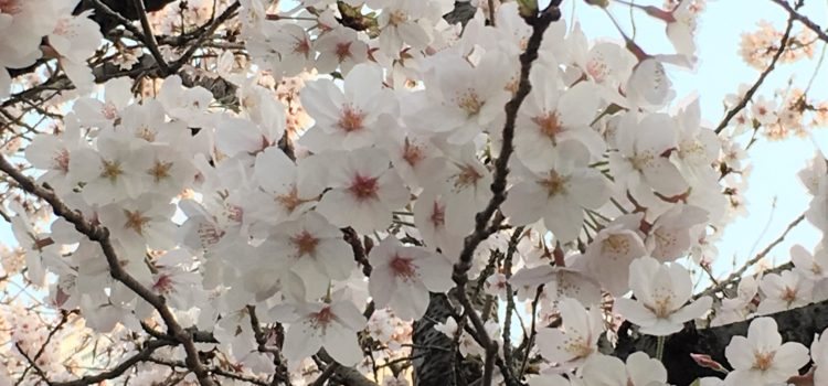 春、桜の咲く頃～